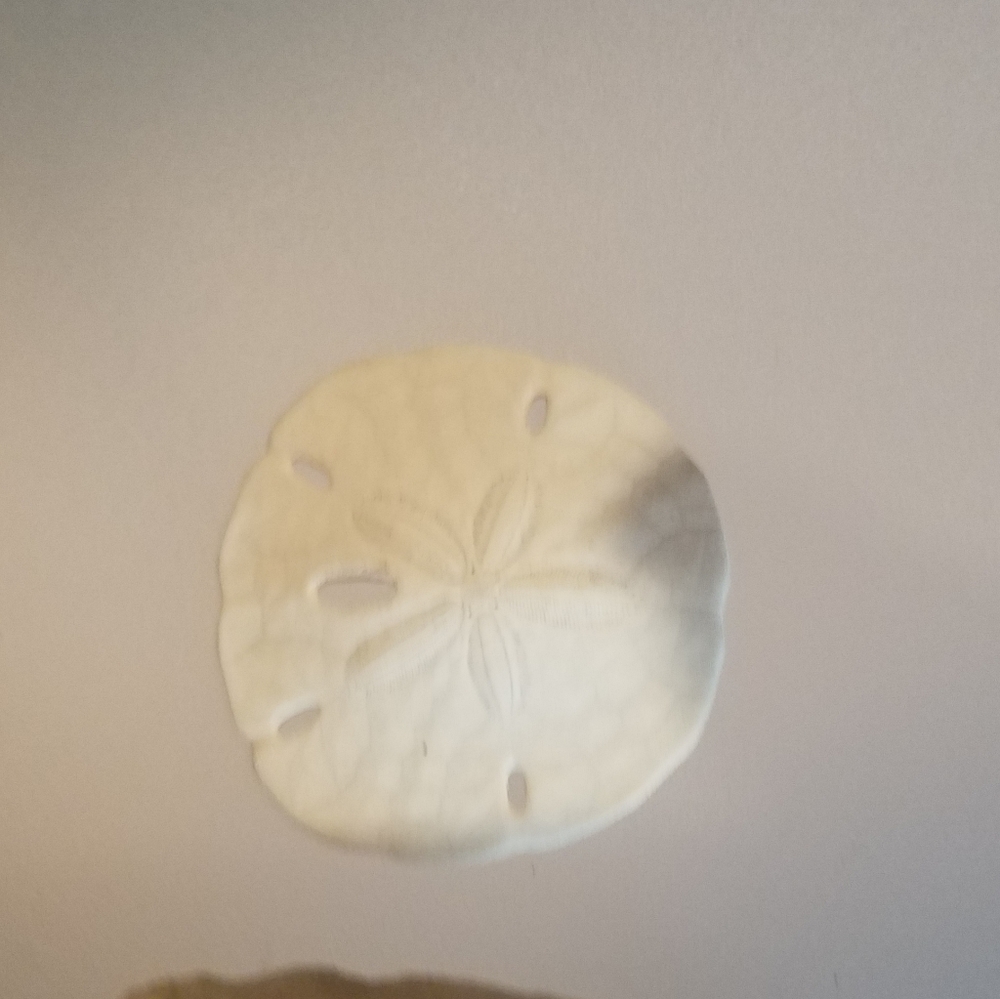 3 Sand Dollars - Picture 6 of 7